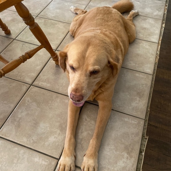 Mi Golondrina Top Fernanda Cotton Floral Embroidered Gray Night Beige Silk S GUC - Picture 9 of 9